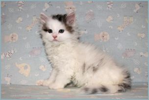 Male Siberian Kitten from Deedlebug Siberians